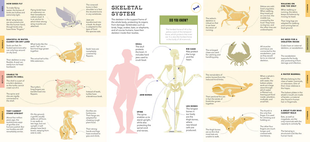 Foldout Anatomy - JKA Toys