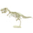 Giant Dinosaur T. Rex Skeleton Model - JKA Toys