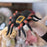 Spider Hand Puppet - JKA Toys